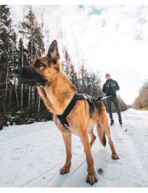 Harnais Non Stop Freemotion Alpin'Dog Sport Canin