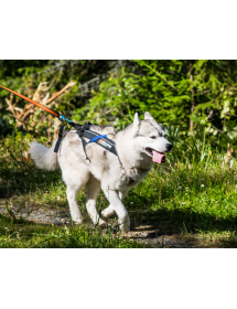 Harnais Non Stop Freemotion Alpin'Dog Traction