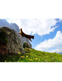 Harnais Neewa d'activité Fuschia Alpin'Dog Randonnée